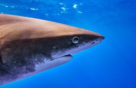 Tiburón blanco oceánico (Carcharhinus longimanus).