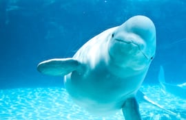 Ballena beluga.