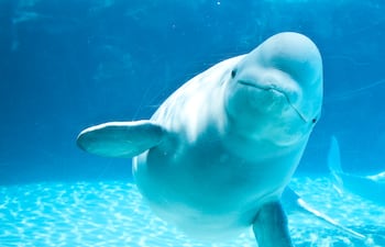 Ballena beluga.