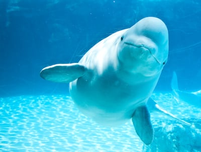 Ballena beluga.