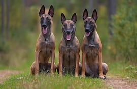 Perro pastor belga Malinois.