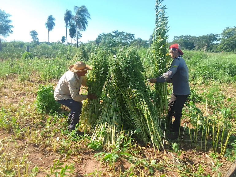 El emparvado de las plantas se realiza en la misma parcela del producto