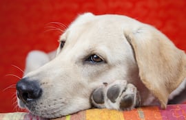 Perro presenta letargo.