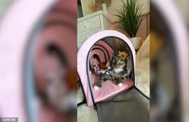 El motivo de llevar al animal en carro es la amputación de unas de sus patas para salvarle de una masa cancerosa que, de otro modo, sería mortal.