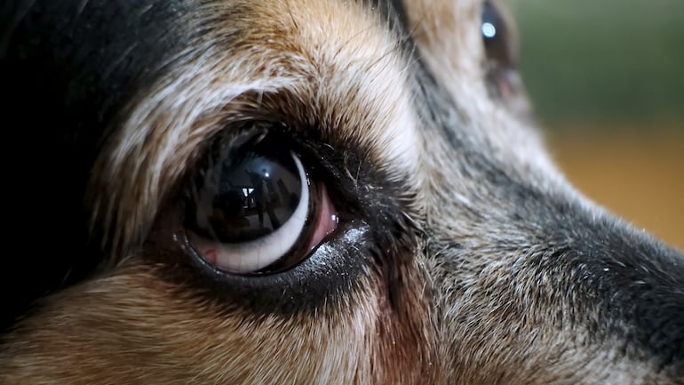 Lagrimeo excesivo en perros.