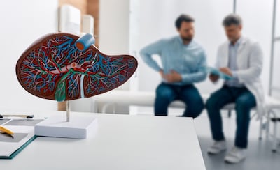 Modelo anatómico hepático en la mesa del médico durante la consulta.