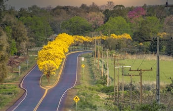El tajy florecido acompaña a los viajeros con una explosión de color y atractivo, en Natalio.