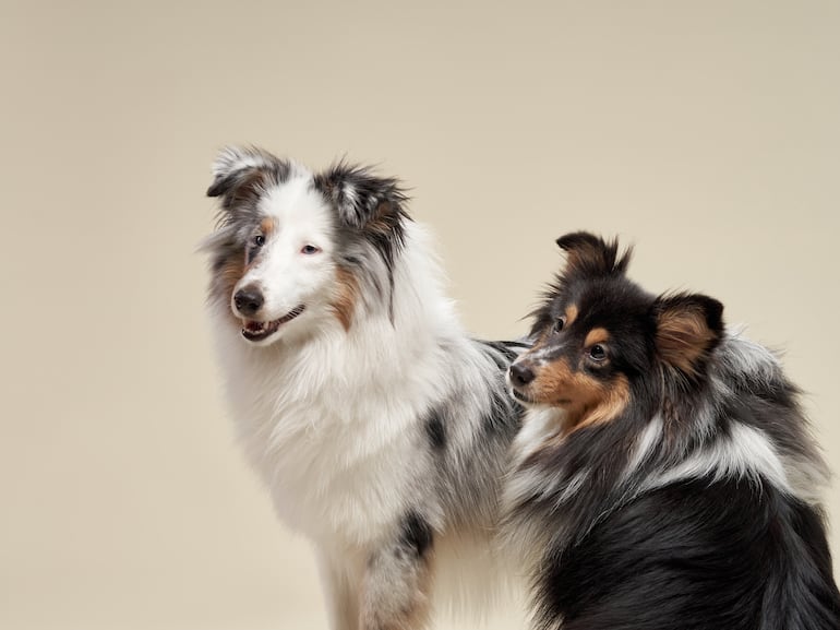 Pelaje doble en perros. Perros de la raza pastor de Shetland.