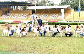 La especie caprina fue la primera en entrar al Ruedo Central a competir en la 76 Exposición Nacional de Ganadería, que se inició con una tenue lluvia.
