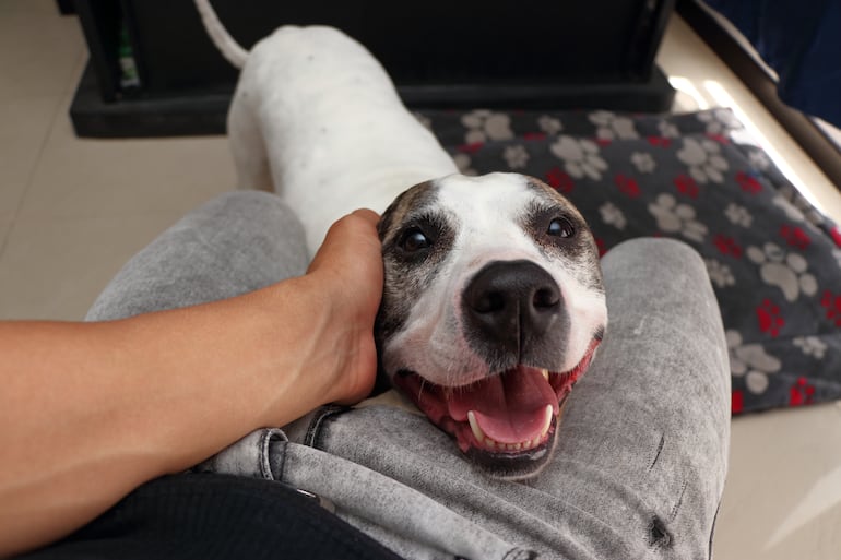 ¿Tu perro apoya su cabeza en tu regazo?