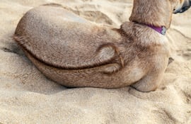 Perro de la raza Phu Quoc Ridgeback.