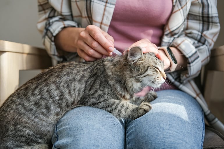 Persona aplica una pipeta a su gato.
