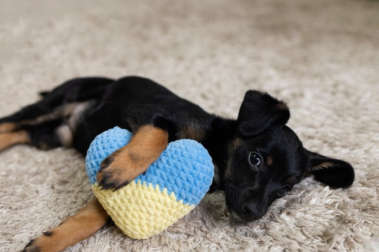 Cachorros rescatados