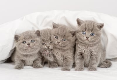 Gatitos grises.