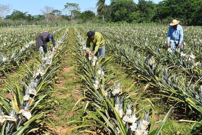 Piñeros de Guayaybí preparan cosecha del producto