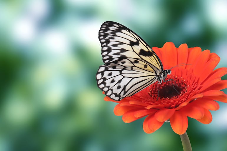 Mariposa.