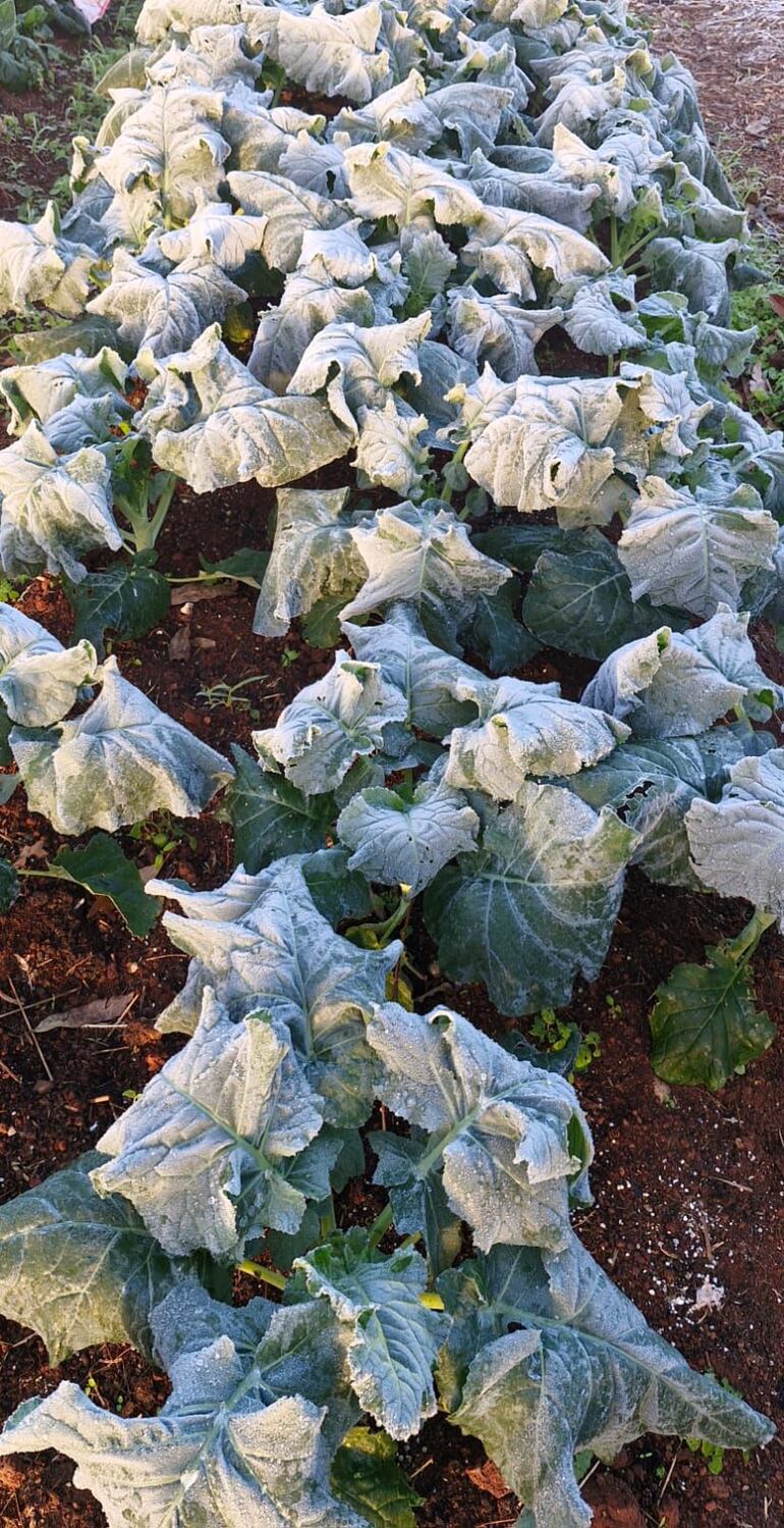 Heladas tardías podrían constituir un peligro para la producción agrícola en Itapúa.