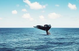 Cola de una ballena.