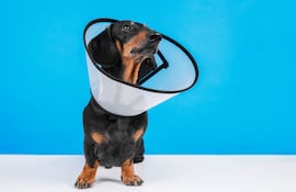 Perro después de una cirugía, imagen ilustrativa.