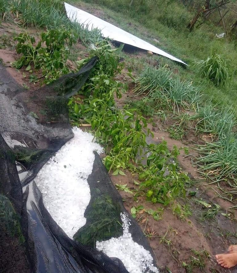 Campo afectado por granizo, con plantas inclinadas y tejido negro acumulando granizo blanco.