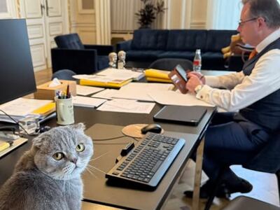 El gato Scottish Fold llamado Maximus Textoris Pulcher en la residencia oficial de Bart De Wever.