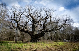 El roble mayor, bosque de Sherwood, Nottinghamshire, Inglaterra.