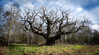 El roble mayor, bosque de Sherwood, Nottinghamshire, Inglaterra.