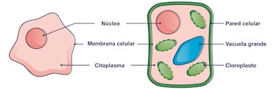 Célula animal y célula vegetal.