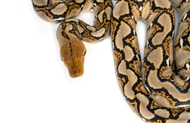 Pitón reticulada (Malayopython reticulatus).