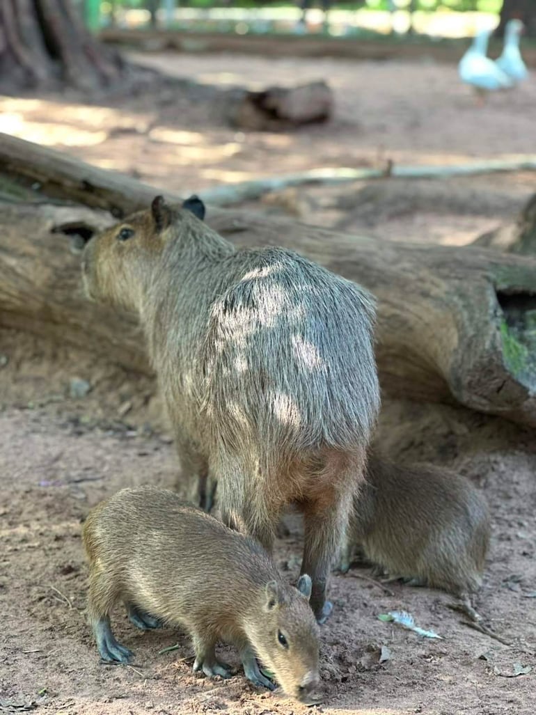 Grupo de capibaras en entorno natural, un adulto de pelaje marrón junto a tres crías en un ambiente arbolado.
