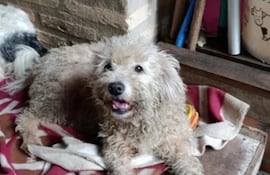 Sami se perdió en inmediaciones de Petropar en Villa Elisa, el pasado 29 de noviembre.