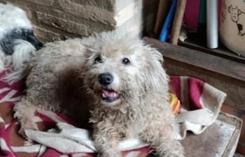 Sami se perdió en inmediaciones de Petropar en Villa Elisa, el pasado 29 de noviembre.