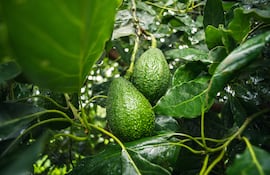 Aguacate: del cultivo incipiente al negocio emergente