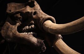 Imagen ilustrativa de la mandíbula de un mastodonte.