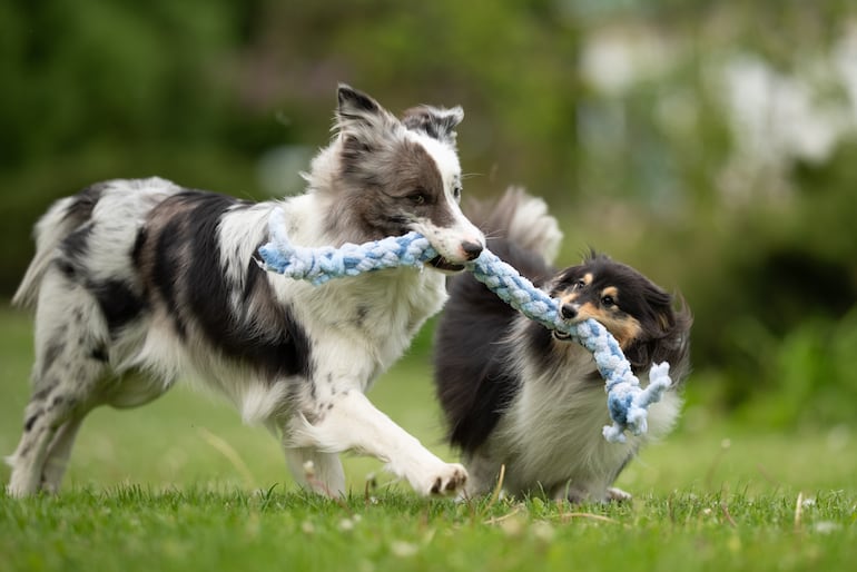 Perros  en el parque.