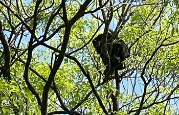 Carayá arriba de varios árboles en Luque. (gentileza).