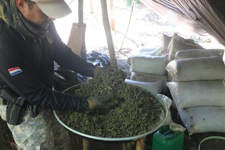 Hombre de espaldas con camiseta negra y guantes, sosteniendo marihuana en tazón, rodeado de bolsas blancas en un campo cubierto.