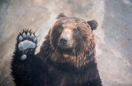 Oso, imagen ilustrativa.