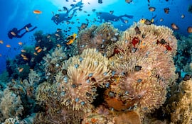 Un paraíso submarino de cardúmenes de peces coloridos navegando entre arrecifes de coral despierta el entusiasmo de los buceadores en las aguas frente a Sharm el Sheij.