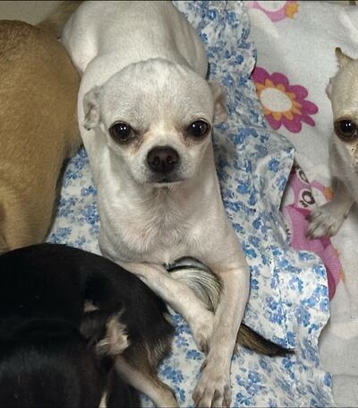 Perrito blanco chiuahua