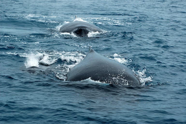 Ballena jorobada macho siguiendo a la hembra en busca de apareamiento en Abrolhos, Bahía, Brasil.