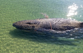 Una foto de prensa proporcionada por la organización sin fines de lucro de conservación marina Sea Shepherd muestra una ballena varada en las aguas del mar Báltico cerca del puerto de Niendorf en Timmendorfer Strand, Alemania, el 23 de marzo de 2026 (publicada el 26 de marzo de 2026).