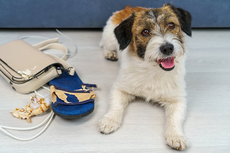 ¿Los perros pueden vengarse?