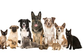 Perros, gatos y conejos.