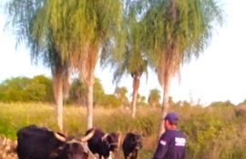 La Policía del Departamento de Lucha contra el Abigeato de Paraguarí logró recuperar tres vacunos presuntamente sustraídos de un piquete.