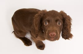 Perro Cocker Spaniel asustado.