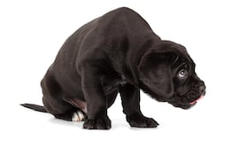 Perro miedosos, imagen ilustrativa.