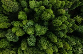 Concepto de árbol.