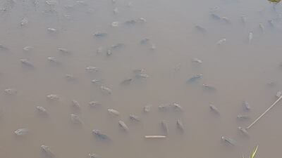 Miles de peces agonizan en el arroyo Montuoso por la sequía y el calor extremo.