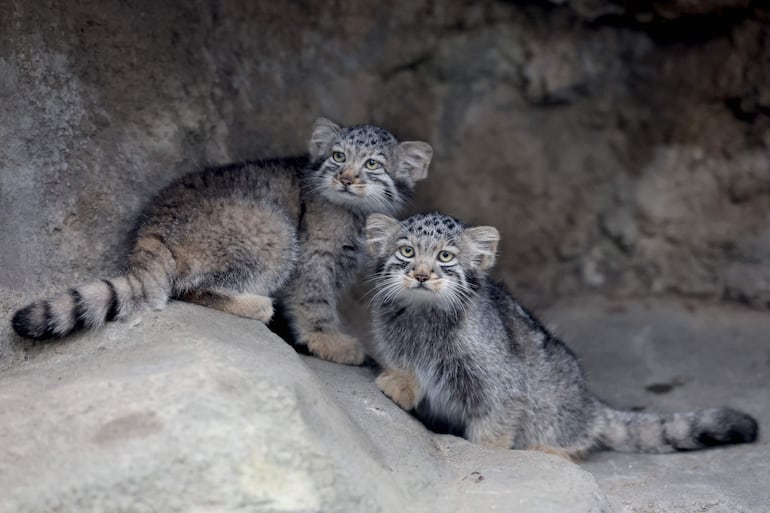 Crías de gato de Pallas, una especie considerada el felino vivo más antiguo del mundo, son vistas en su recinto del Kobe Animal Kingdom, en Kobe, Japón, el 27 de julio de 2026.